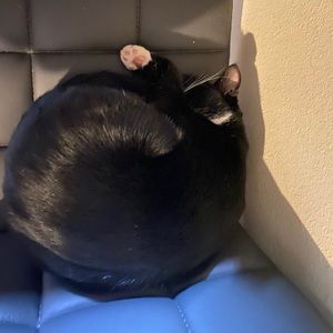 Meet your Posher, Steven